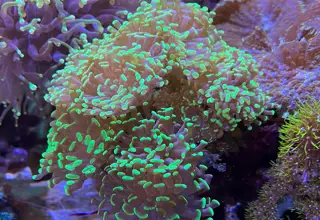 Branching Hammer Coral
