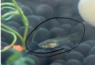 Live Guppy Fry || Mutt Guppies || Fast Shipping || Arrives Within A Week Logo