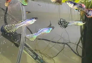 Green Lace Guppy Logo