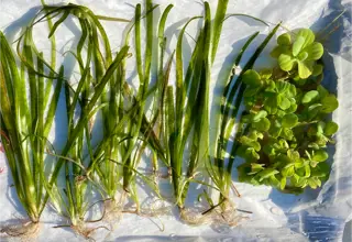 Easy Plant Pack (12+ Vallisneria, Water Lettuce)