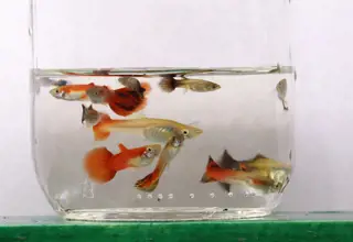 Guppies, Poecilia Reticulata, Pack Of 6 Mixed Genders, Melting Pot Guppies Logo