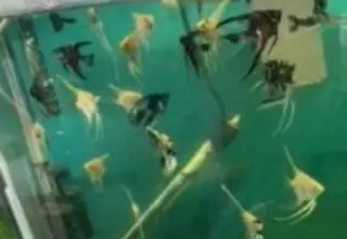 Assorted angel fish   nice nickel size    bag of 6 fish    (plus an extra) Logo