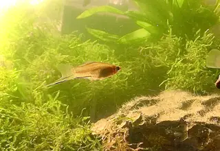 Pineapple Swordtail Mollies