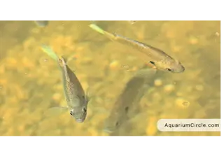 Juvenile Bluegill Fry