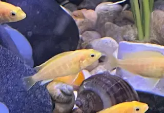 Baby, Electric Yellow, African Cichlids Logo