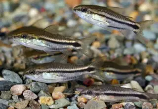 (5) Pygmy Corydoras