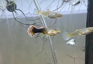 5 Sorority Mix Female Guppies, Poecilia Reticulata