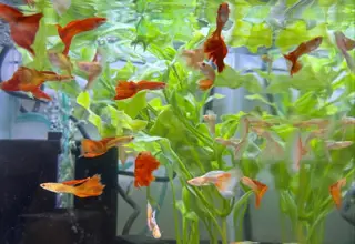 Mixed Variety Guppy Group of 20 or More Logo