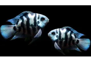 Polar Blue Tiger Parrot Cichlids 