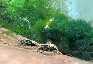 Neo-acclimated Boa Caradina Shrimp