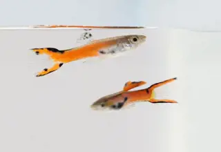 Sunset Endlers-Quality Logo