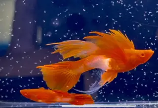 Super Rare - Koi Red Ears Ribbon Finc Long Ears - Thick Dorsal