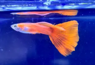 Full Red Guppy