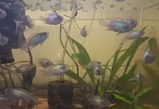 Electric Clue Acara, Andinoacara Pulcher, Live New World Cichlids