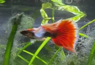 Santa Clause Guppies   Bag Of 6 Fry