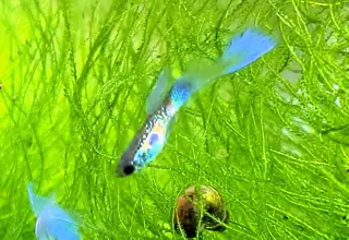 Endler Guppies, Blue Tails, Pretty Sure Logo