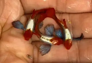 Mystery Guppies Box - 2 Pairs High Quality Logo