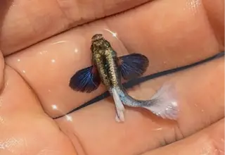 Pair , Dumbo White Guppies , High Quality Logo