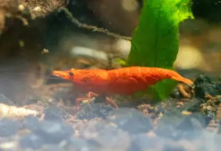 6x Red Cherry Shrimp, Neocaridina Davidi, (+1 Doa) Logo