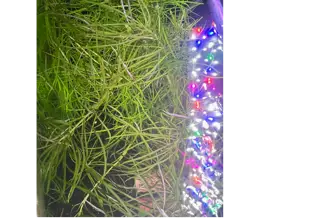 Pogostemon Stellatus Octopus Plant