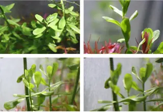 Lemon Bacopa, Bacopa Caroliniana, Live Aquatic Plant 5 Stem Cuttings