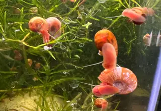 Assorted Ramshorn Snails - 10 pack