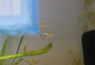 8 Pineapple Swordtails, Live Aquarium Fish
