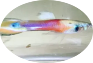 BrookesFishWorld Logo