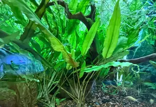Cryptocoryne 4-6in Established Plants - 2-Pack Logo