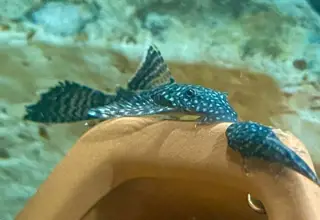 Bristlenose Pleco (Ancistrus cirrhosus)