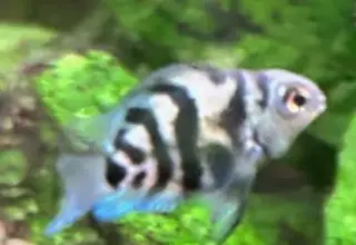Polar Blue Parrot Cichlid