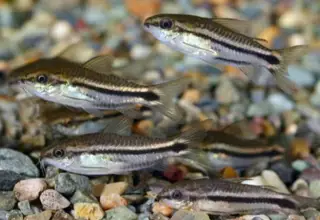 (7) Pygmy Corydoras (Xl) Logo