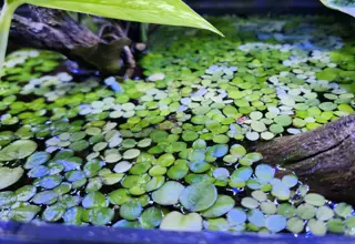 Giant Duckweed (45+plants)