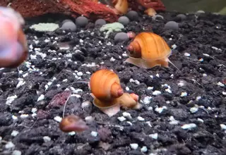 3 Chestnut Mystery Snails