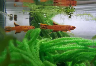 10 Orange Australe Killifish Eggs (Ready-to-hatch) Logo