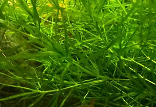 Guppy Grass - 1 oz (sandwich bag bundle)