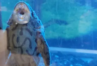 Exotic Plecos And Catfish Logo