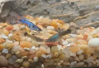 Designer Guppies, Poecilia Reticlata/wingei Hybrids- (3 Males) Logo