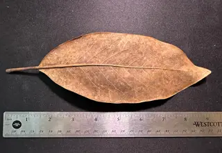5x Magnolia Leaves, Magnolia Grandiflora