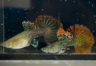 Rare-1 Pair- Red Dragon Cauliflower Fin Hm - High Quality Guppies