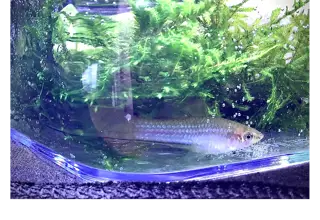 Pineapple Swordtail Mollies