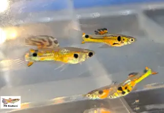 Pk Endlers Pinstriped Endlers Pair Mf