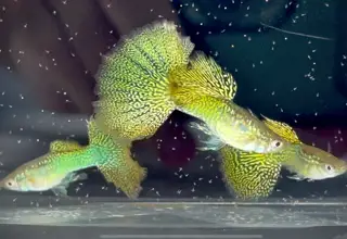 Super Rare - Yellow Dragon Snake Skin - Super High Quality Guppies