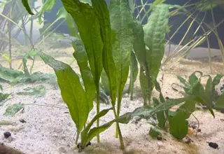 Cryptocoryne (Crypt) - Hardy Root-Feeding Aquarium Plant