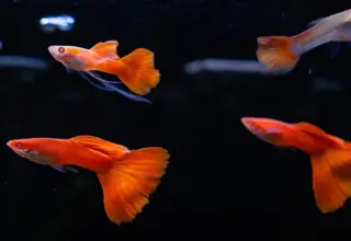 Albino Full Red Guppies - Trios Logo