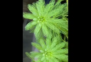 Parrots Feather(bunch)