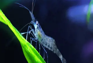 20+ Live Freshwater Ghost Glass Grass Shrimp Aquarium Pond Tank Fish Food Pets