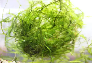 Softball Of Java Moss, 4-5x The Amount In Picture