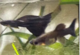 Midnight Blue Moscow Guppies Trio 1 Male, 2 Females Logo