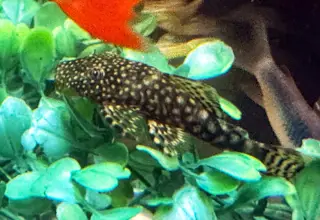 Bristle Nose Brown Pleco Juveniles, 2+ Inches Logo